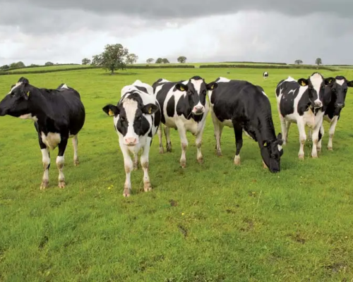5 Organic Jersey, Aberdeen Angus, British Blue Cross Store Steers, Cows